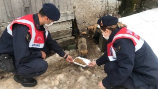 Jandarma, yaylalık bölgelerdeki sokak hayvanlarını unutmadı