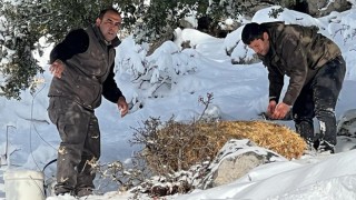 Düziçi ve Sumbas’ta, yaban hayvanları için yiyecek bırakıldı