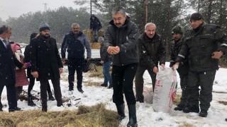 Yaban hayvanlarının beslenmesi için doğaya yem bırakıldı