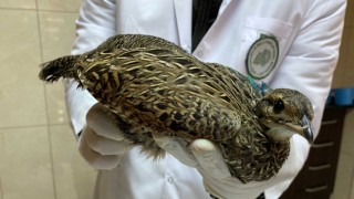 Nesli tehlike altındaki yaralı turaç kuşuna tedavi