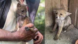 Bitkin bulunan çakal ve tilki yavruları koruma altına alındı