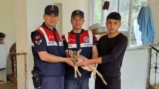 Yaralı halde bulunan karaca yavrusu tedavi altına alındı