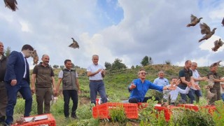 Bin keklik, yanan ormanlık alanda doğaya salındı