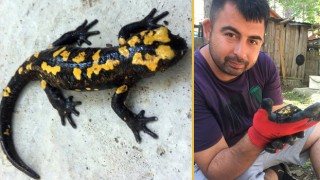 Sarı Benekli Semender Amanoslarda Görüntülendi