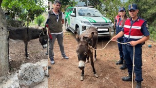 Güçten düşmüş eşek, Emekli Hayvanlar Çiftliği'ne yerleştirildi