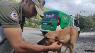 HAYDİ polisleri sokak hayvanları için mama bıraktı