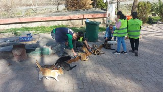 Belediye sokak hayvanlarına mama desteği veriyor