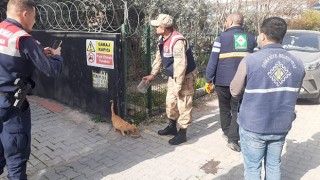 Kafedeki mahsur kalan kedi kurtarıldı