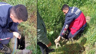 İtfaiye ekibi yavru köpekleri kuyudan çıkardı