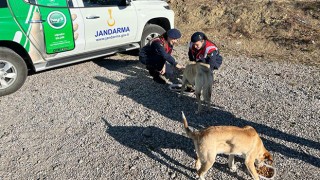 Jandarma ekipleri sokaktaki canlara besleme dağıttı