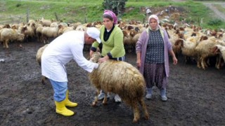 Osmaniye’de hayvanlarda Şap hastalığı görülmedi