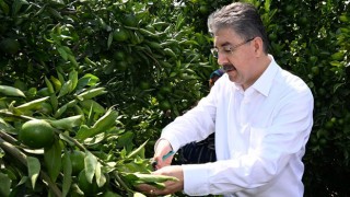 Vali Yılmaz Narenciye Hasadına Katıldı
