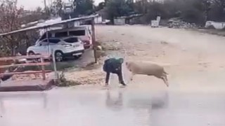 Antalya’da koçun yayayı boynuz darbesiyle düşürmesi güvenlik kamerasında