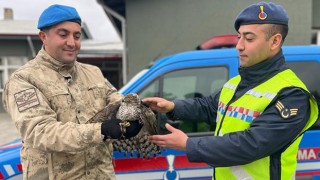 Kahramanmaraş’ta jandarmanın bulduğu yaralı atmaca koruma altına alındı