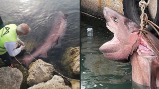 Mersin’de ölü ”altı solungaçlı köpek balığı” kıyıya vurdu