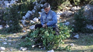 Osmaniye’de orman köylüleri, ekmek parasını defne ağaçlarından çıkarıyor