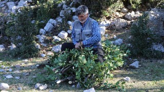 Osmaniye’de orman köylüleri, ekmek parasını defne ağaçlarından çıkarıyor