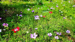 Antalya’da baharın müjdecisi anemonlar çiçek açtı