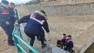 Isparta’da su kanalında mahsur kalan keçiyi jandarma kurtardı