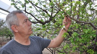 Mersin Silifke’de erik üreticileri hasada hazırlanıyor