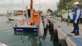 Mersin’de denizde ölü yunus bulundu