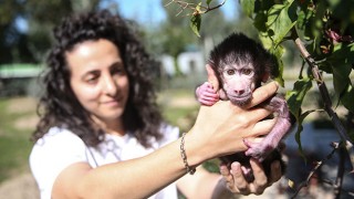Babun yavrusu ”Limon” doğal ortama alışması için özel bakım görüyor