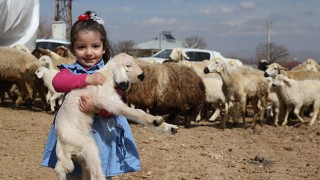 Kahramanmaraşlı depremzede besicilere verilen koyunların ilk kuzuları dünyaya geldi