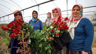 Köylü kadınlar, kurdukları gül serasını 4 yılda 4 kat büyüttü