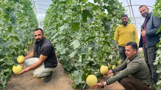 Kumluca’da turfanda kavun hasadı başladı