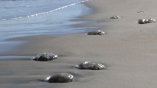 Mersin sahillerinde ölü göçmen denizanası yoğunluğu yaşanıyor