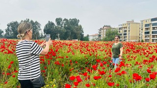 Hatay’da gelinciklerin açtığı tarlalar fotoğraf meraklılarını ağırladı