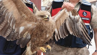 Hatay’da jandarmanın bulduğu yaralı kartal tedaviye alındı