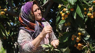 Mersin Aydıncık’ta yenidünya hasadı devam ediyor