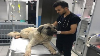 Yaralı Köpeğe Belediye Ekiplerinden Yardım Eli