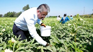 Osmaniye Valisi Yılmaz Bamya Topladı