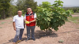 Erdem Kolabaş Osmaniye'de İncir Hasadına Katıldı
