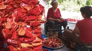 Osmaniye’de İmece Usulü Ev Salçası Yapımı
