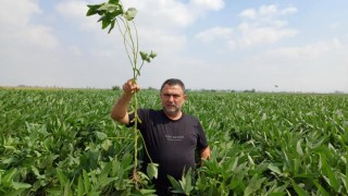 Osmaniye'de Tarımda Kalite Güvence Altında
