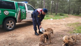 Antalya’da jandarma ekipleri sokak hayvanları için mama bıraktı