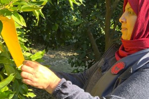 Akdeniz Meyve Sineği ile Mücadele Osmaniye’de Sürüyor