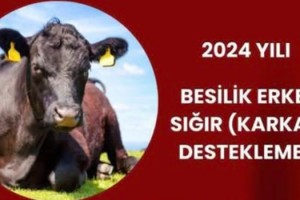 Besilik Erkek Sığır Destekleme Başvuruları Başladı