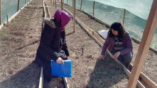 Osmaniye’de salep üretimi yaygınlaşıyor