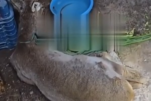 Osmaniye'de Yaralı Yavru Ceylan İçin Seferberlik
