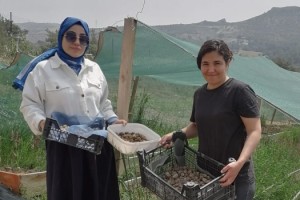 Bahçe Köyü’nde Salep Üretiminde Yüzler Güldü