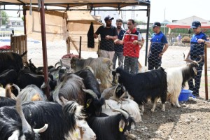 Osmaniye’de Kurban Pazarı Denetlendi: Belgeler Tek Tek Kontrol Edildi