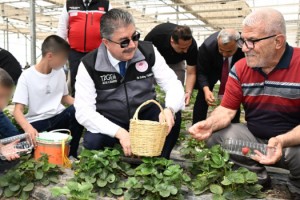 Vali Yılmaz, çocuklar ve yaşlılarla çilek hasadı yaptı
