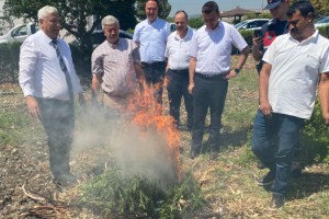 Ele geçirilen kenevirler tarım ekiplerinin gözetiminde yakıldı