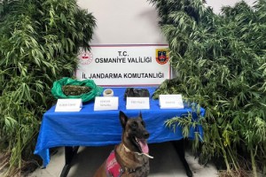 Osmaniye'de Kenevir ve Esrar Operasyonu: 1 Gözaltı