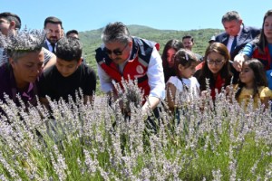 Vali Yılmaz, Çocuklarla Birlikte Lavanta Hasadı Yaptı