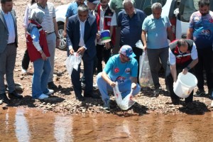 Kalecik Barajı’na 175 Bin Pullu Sazan Bırakıldı